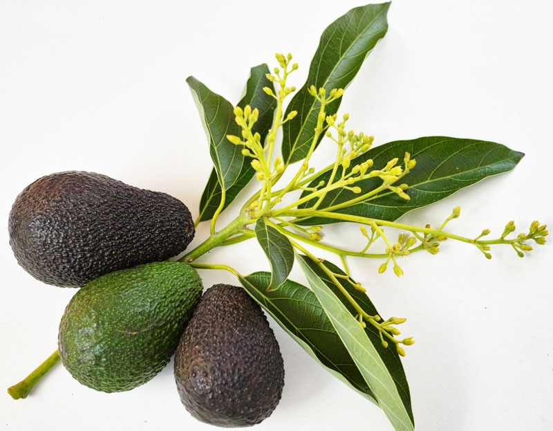 avocados